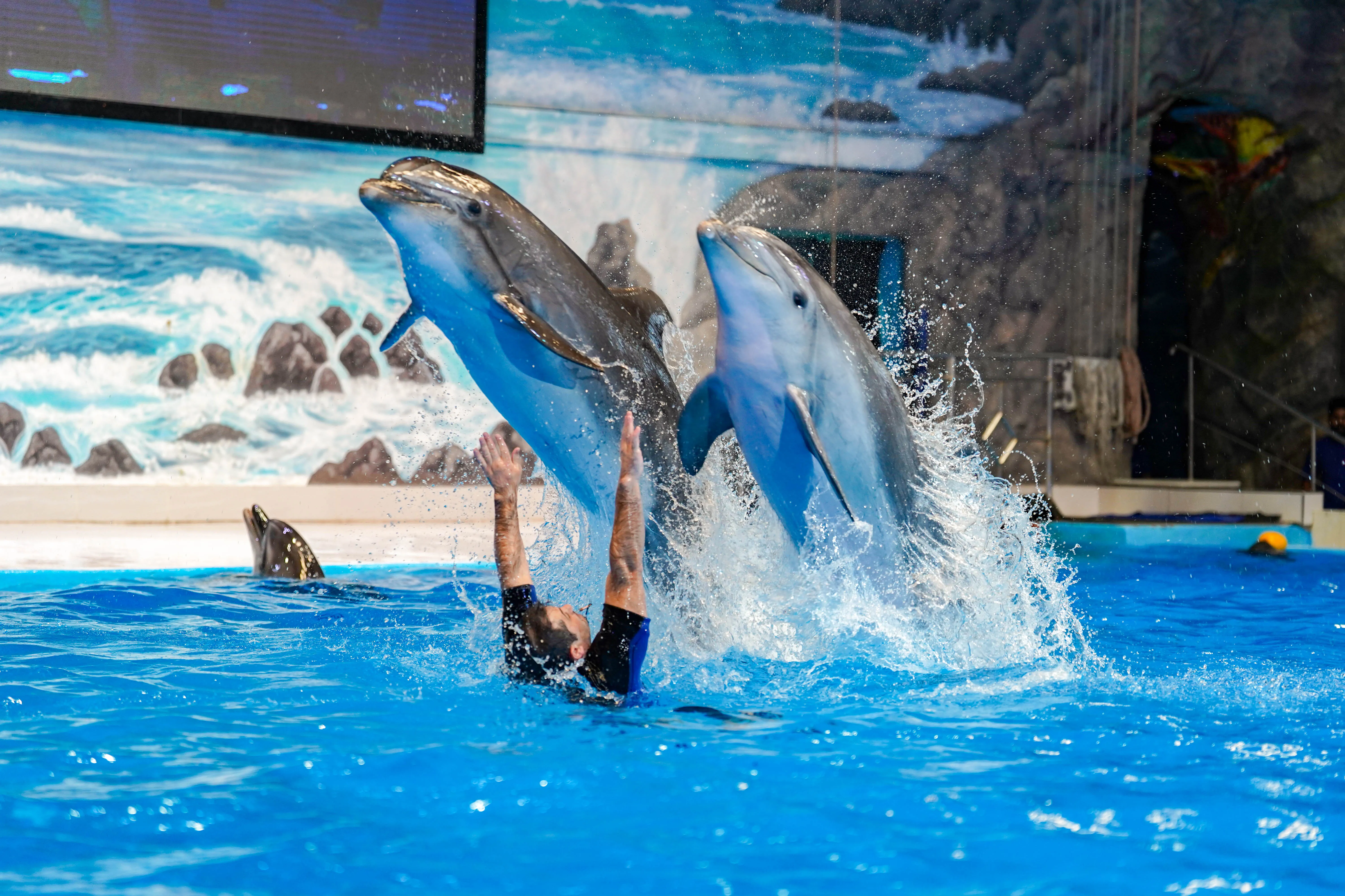 Dolphin & Seal Show | Dubai